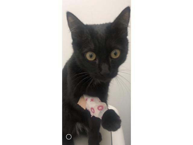 dispPetName($row['pet_name'])