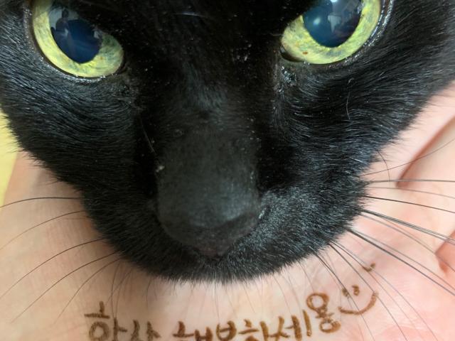 dispPetName($row['pet_name'])