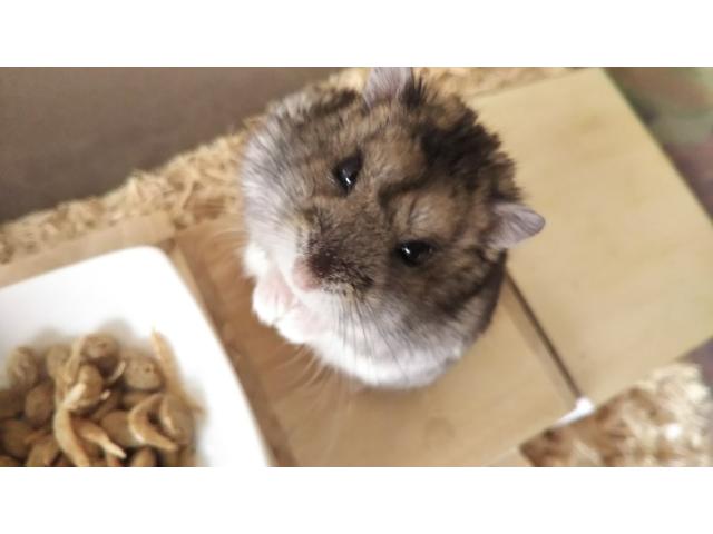 dispPetName($row['pet_name'])