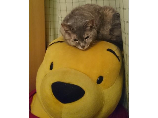 dispPetName($row['pet_name'])