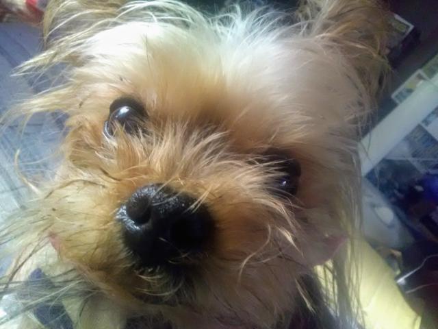 dispPetName($row['pet_name'])