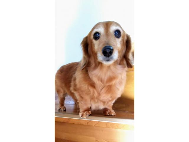 dispPetName($row['pet_name'])
