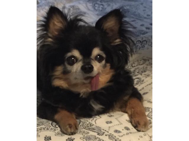 dispPetName($row['pet_name'])