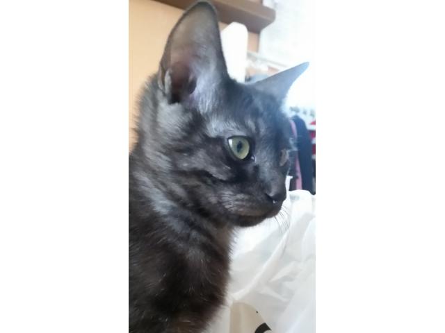 dispPetName($row['pet_name'])
