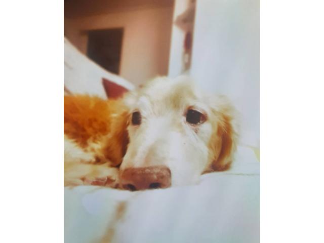 dispPetName($row['pet_name'])