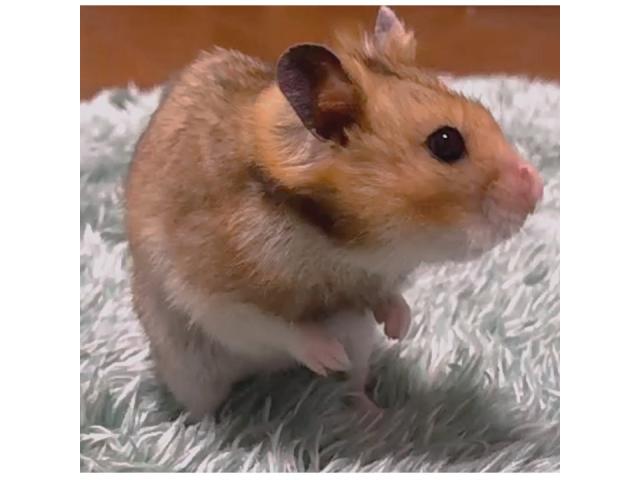 dispPetName($row['pet_name'])