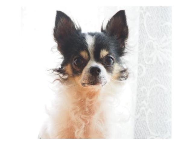 dispPetName($row['pet_name'])
