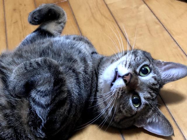 dispPetName($row['pet_name'])