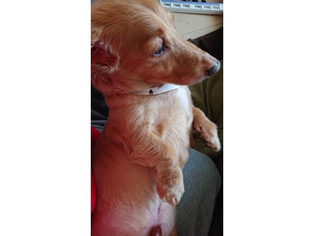 dispPetName($row['pet_name'])