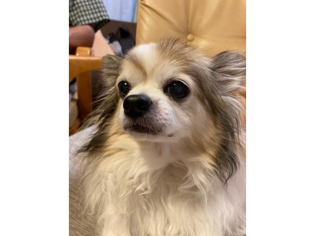 dispPetName($row['pet_name'])