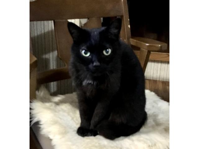 dispPetName($row['pet_name'])