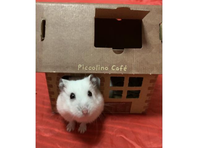 dispPetName($row['pet_name'])