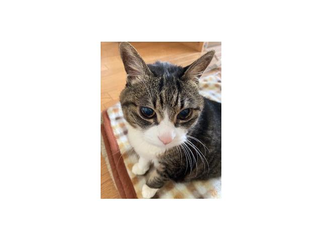 dispPetName($row['pet_name'])