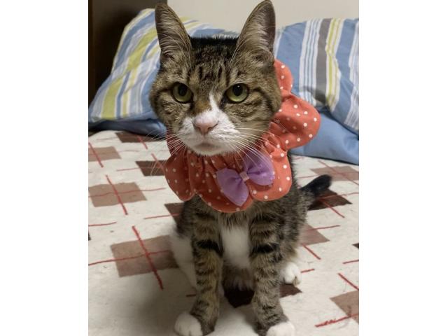 dispPetName($row['pet_name'])