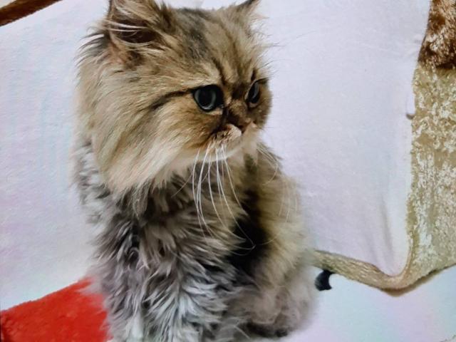 dispPetName($row['pet_name'])