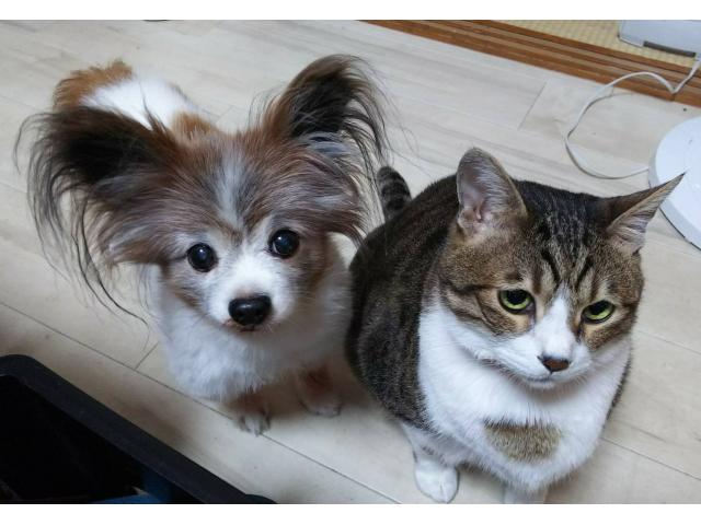 dispPetName($row['pet_name'])