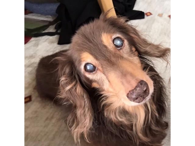 dispPetName($row['pet_name'])