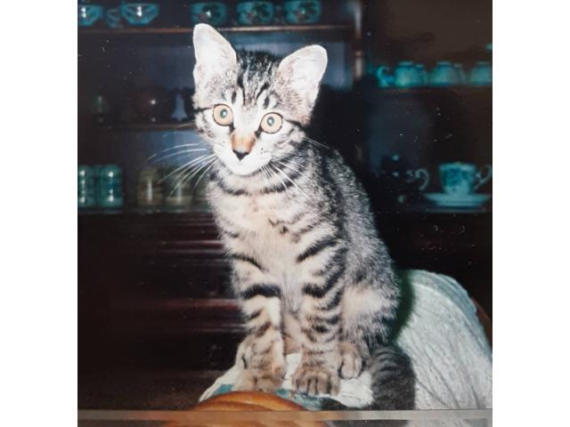 dispPetName($row['pet_name'])