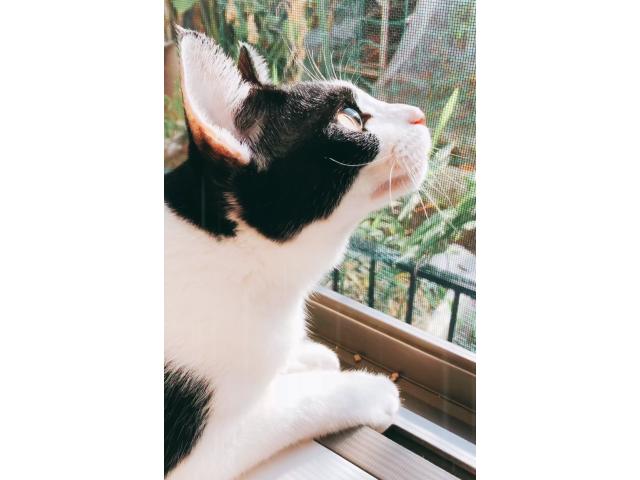 dispPetName($row['pet_name'])