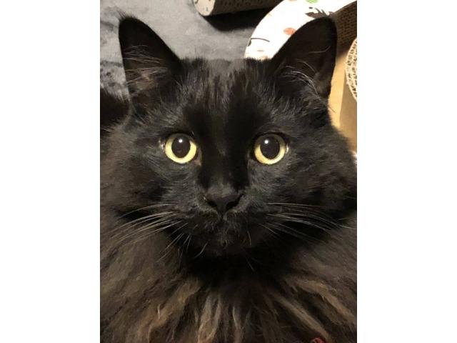 dispPetName($row['pet_name'])