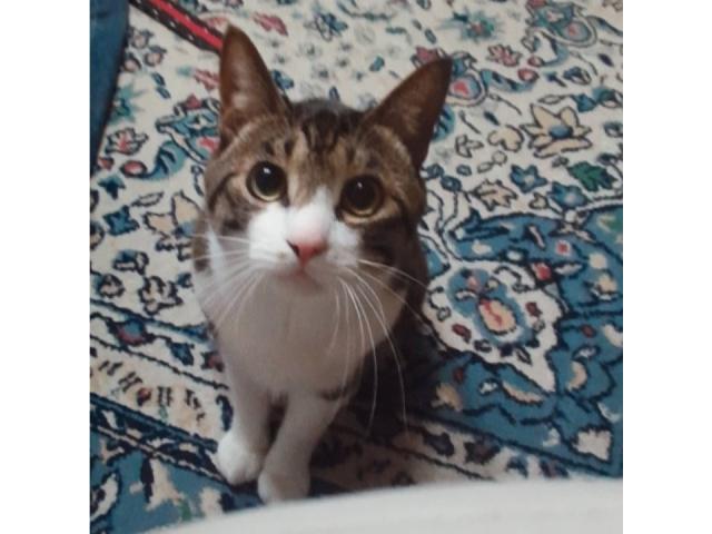 dispPetName($row['pet_name'])
