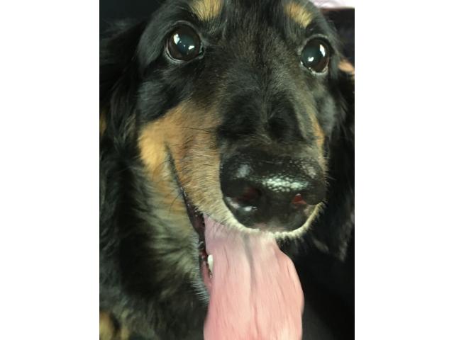 dispPetName($row['pet_name'])