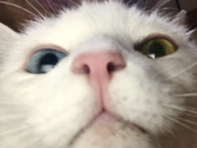 dispPetName($row['pet_name'])