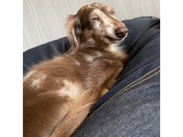 dispPetName($row['pet_name'])