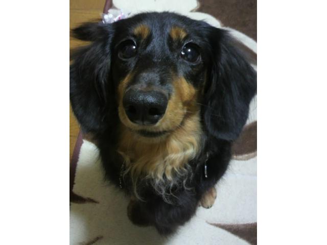 dispPetName($row['pet_name'])