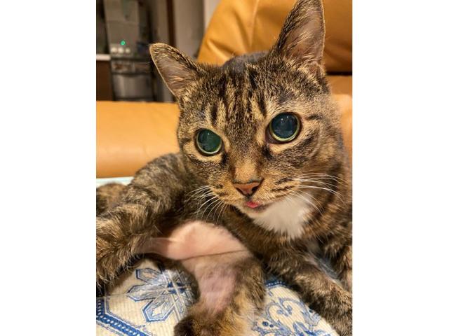 dispPetName($row['pet_name'])