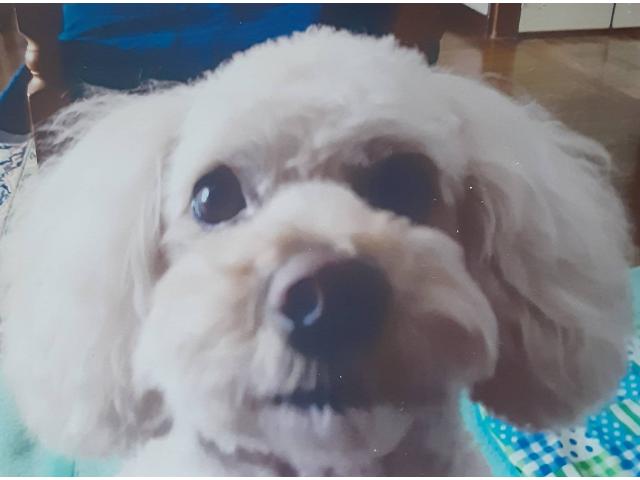 dispPetName($row['pet_name'])
