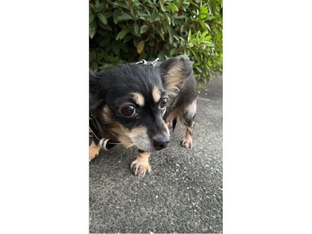 dispPetName($row['pet_name'])