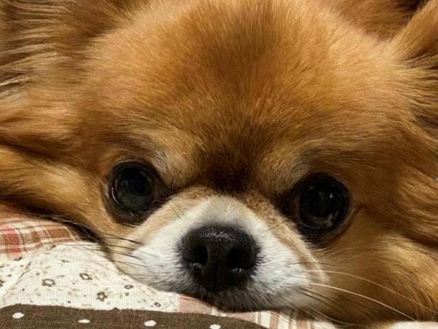 dispPetName($row['pet_name'])