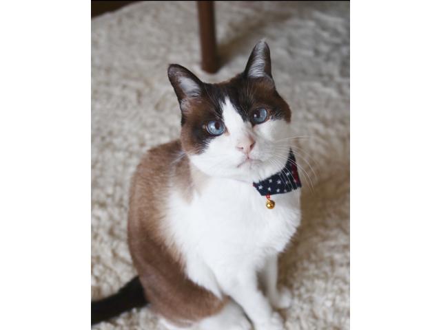dispPetName($row['pet_name'])