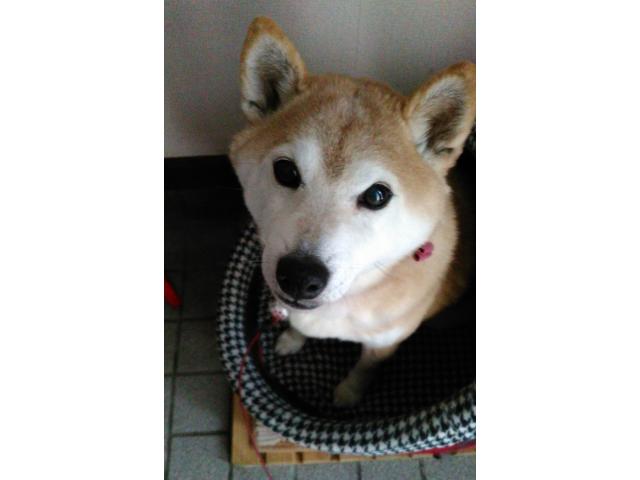 dispPetName($row['pet_name'])