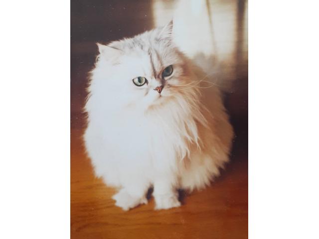 dispPetName($row['pet_name'])