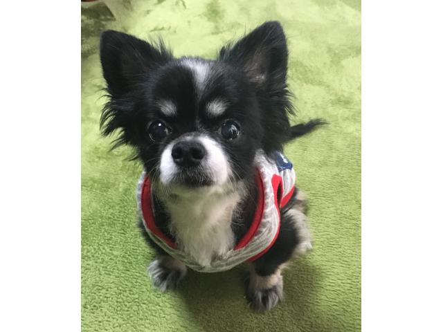 dispPetName($row['pet_name'])