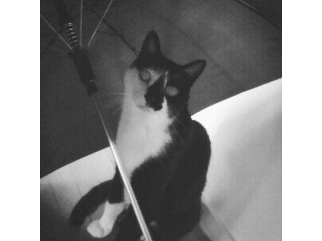 dispPetName($row['pet_name'])