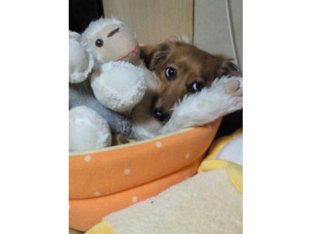 dispPetName($row['pet_name'])