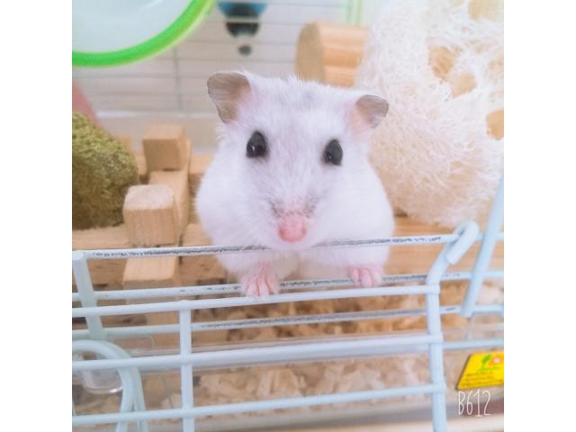 dispPetName($row['pet_name'])