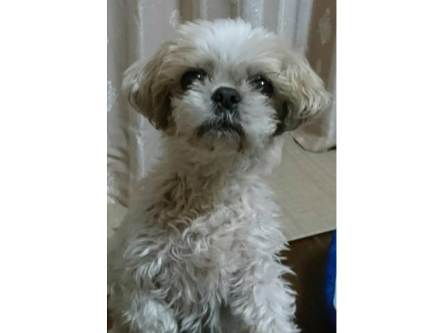 dispPetName($row['pet_name'])
