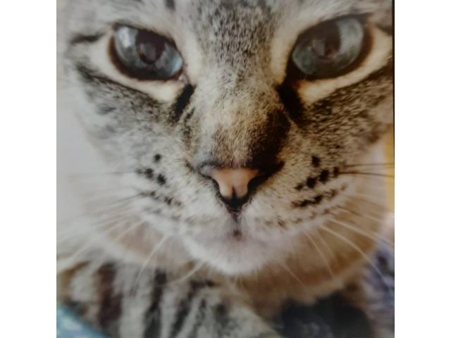 dispPetName($row['pet_name'])