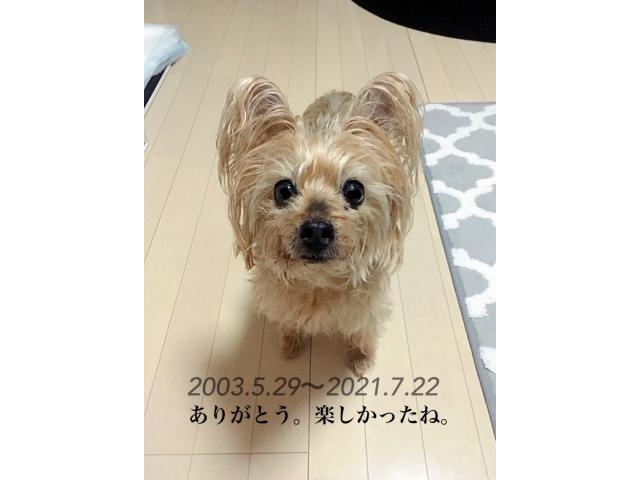 dispPetName($row['pet_name'])