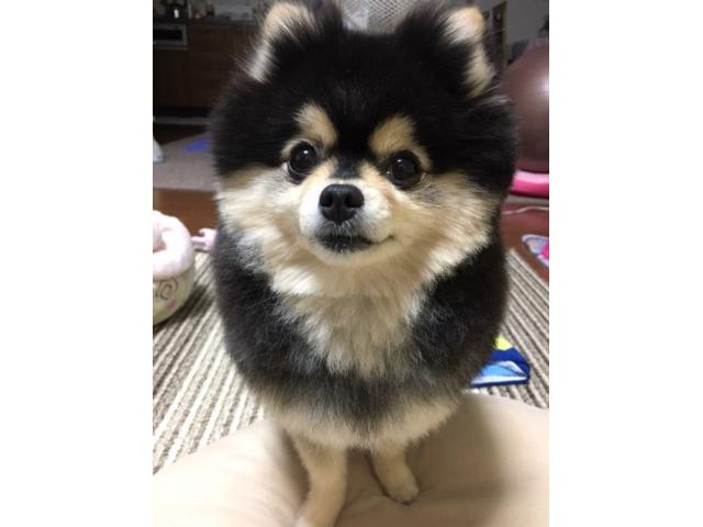 dispPetName($row['pet_name'])