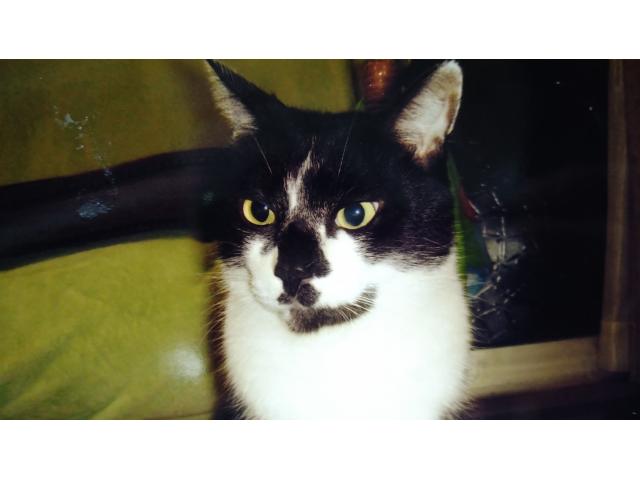 dispPetName($row['pet_name'])