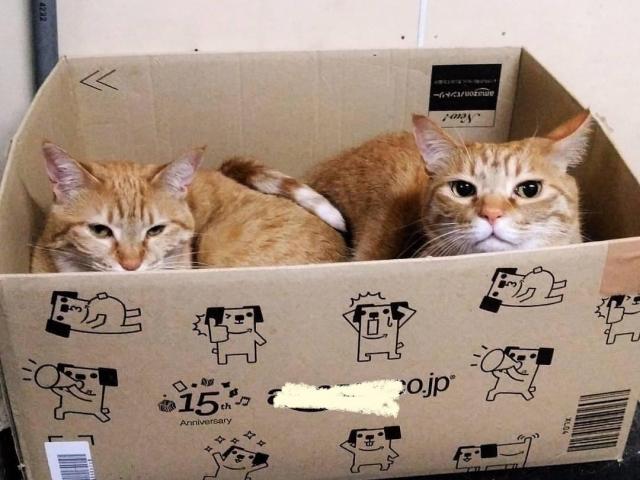 dispPetName($row['pet_name'])