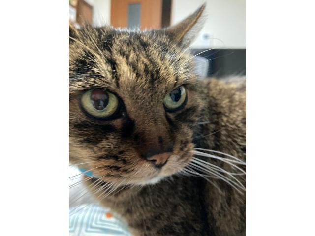 dispPetName($row['pet_name'])
