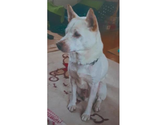 dispPetName($row['pet_name'])