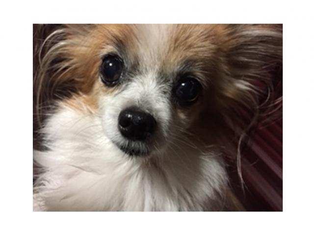 dispPetName($row['pet_name'])