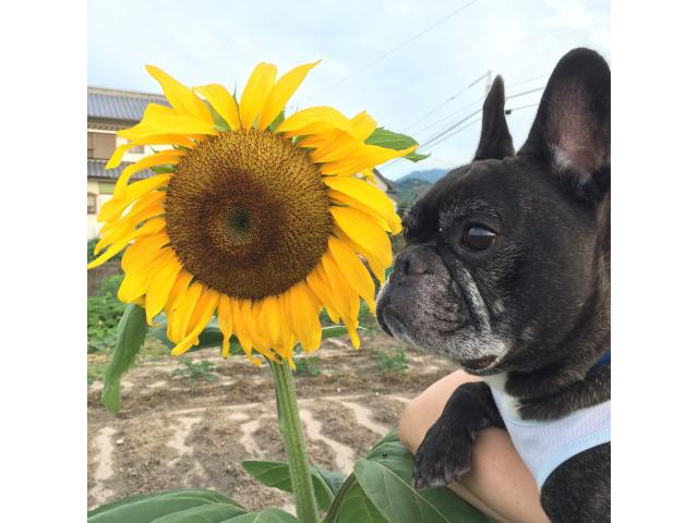 dispPetName($row['pet_name'])